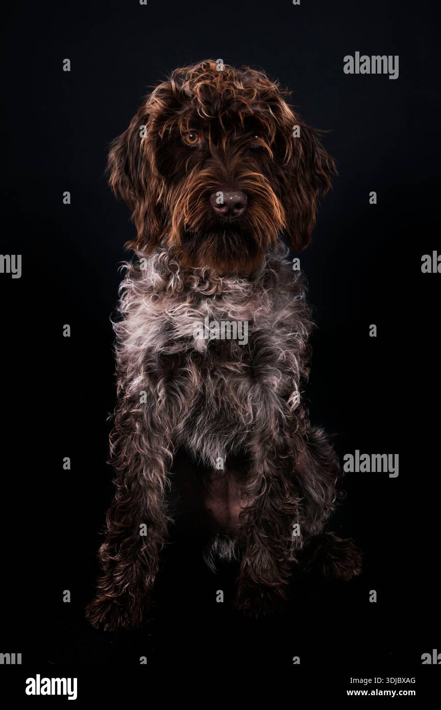 Wirehaired che punta Griffon di fronte allo sfondo nero Foto Stock