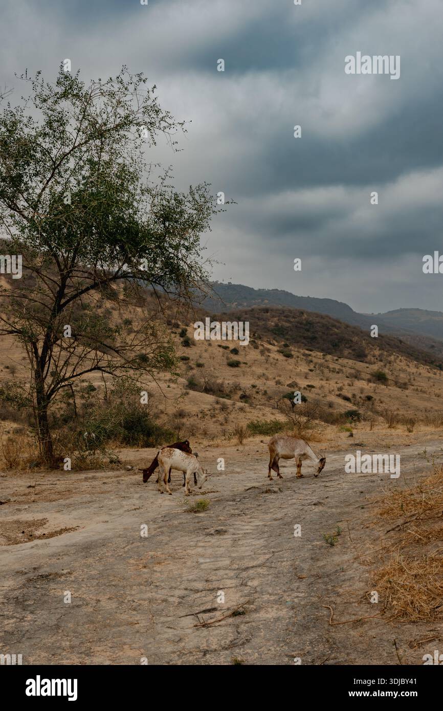 Questo scatto verticale cattura capre selvatiche che pascolano vicino a un albero solitario su colline aride e aride sotto un cielo nuvoloso drammatico in Oman. I toni naturali e terrosi e. Foto Stock