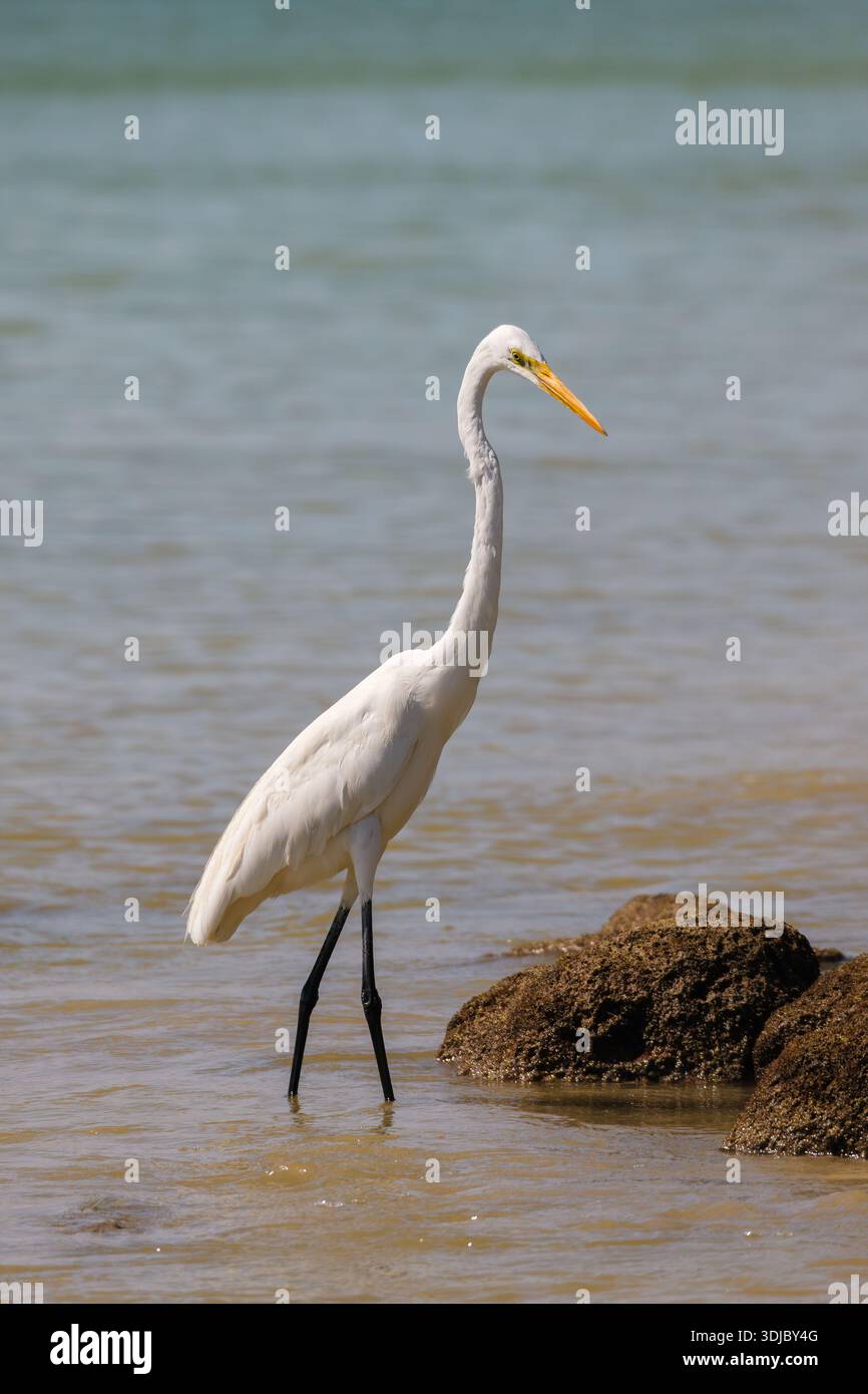 Un sorprendente colpo a corpo intero di una grande Egret (Ardea alba) in piedi pazientemente nelle acque poco profonde e cristalline della costa omanita. L'eleganza Foto Stock