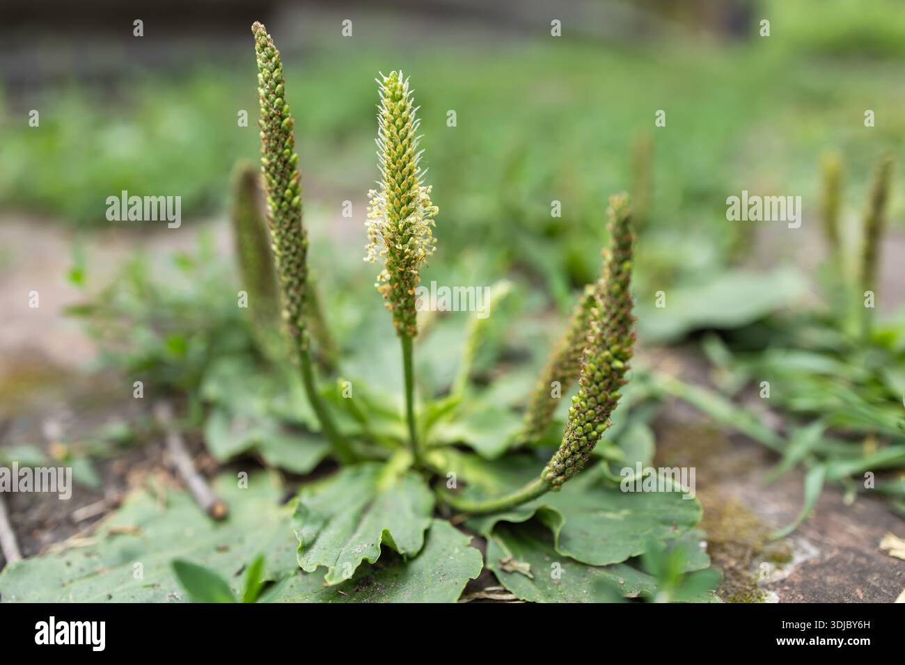 Plantago grande cespuglio di piantagione lombare con rosetta di foglie basali e steli di fiori senza foglie e poco appariscenti. Foto Stock