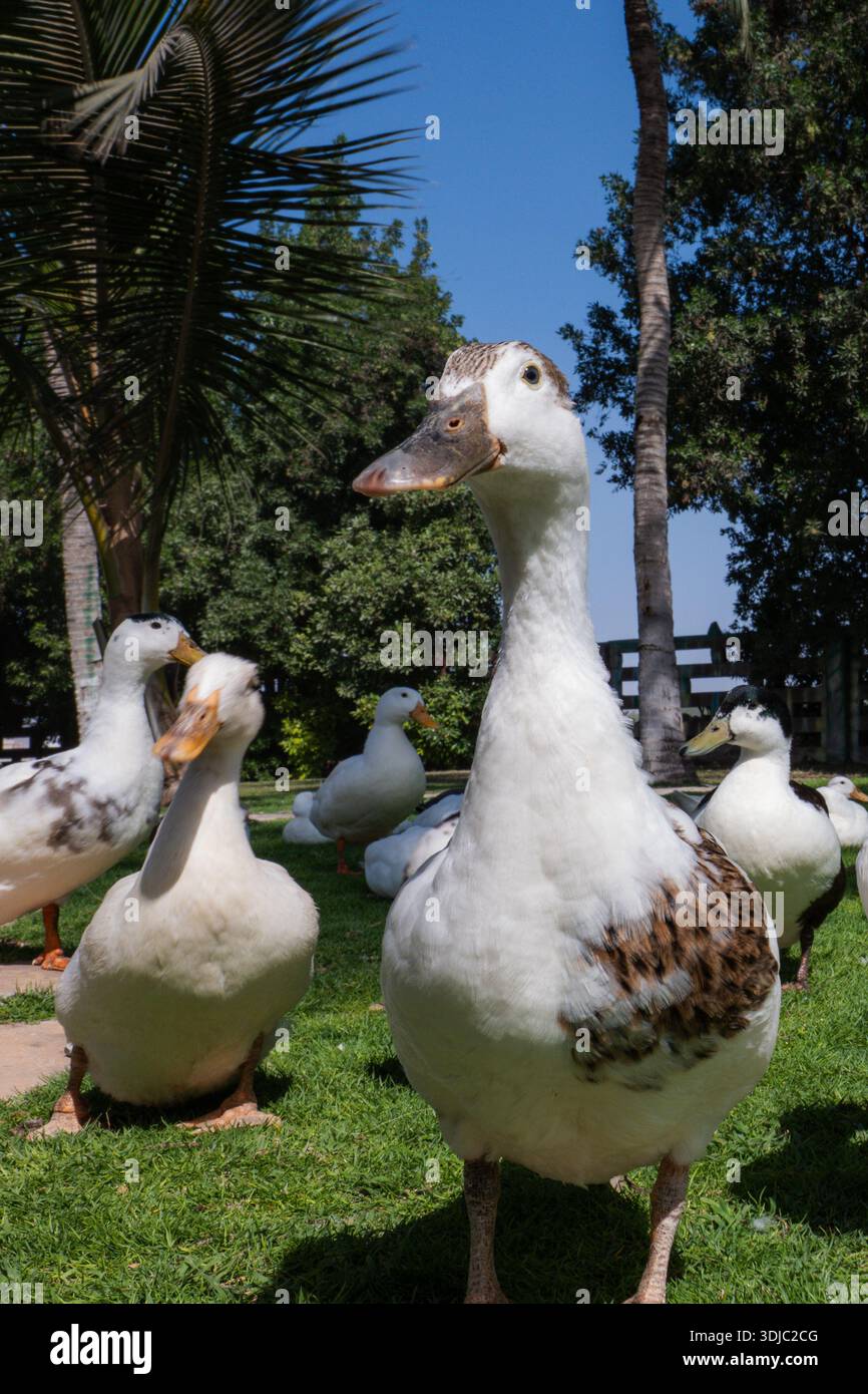 Uno scatto ravvicinato dall'angolo basso mostra un branco di anatre domestiche, prevalentemente bianche con alcune marcature marroni e nere, in piedi su vivaci gras verdi Foto Stock