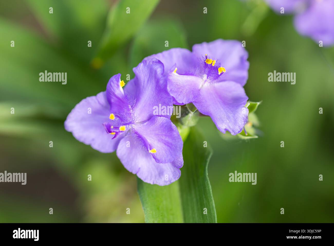 Tradescantia virginiana fiori viola con foglie verdi. Foto Stock