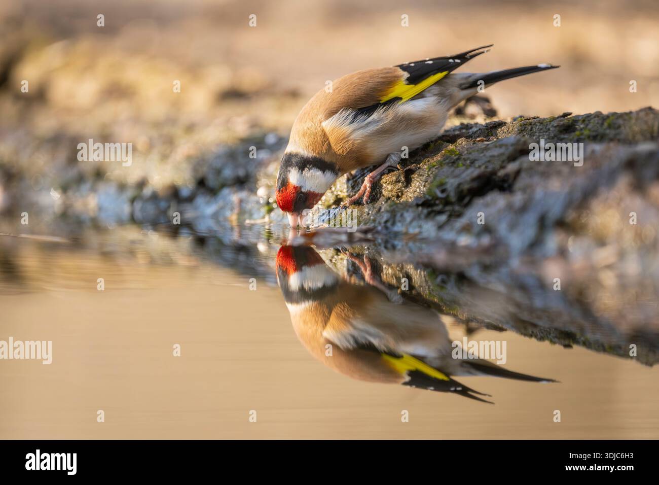 Goldfinch, Carduelis carduelis, bevendo qualcosa, con riflessi in acqua, Ungheria Foto Stock