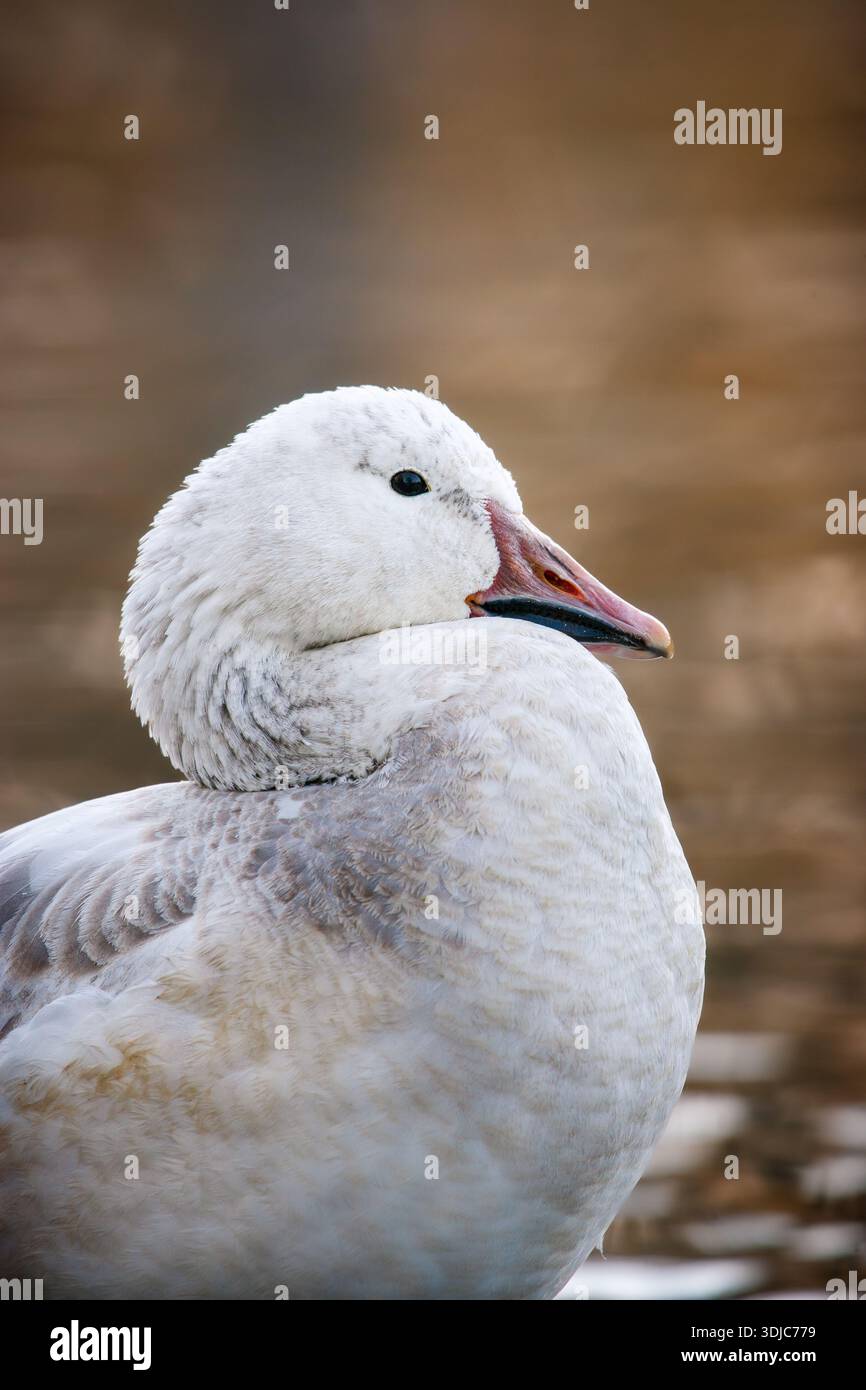 Ritratto di un'oca da neve contro riflessi d'acqua dorati Foto Stock