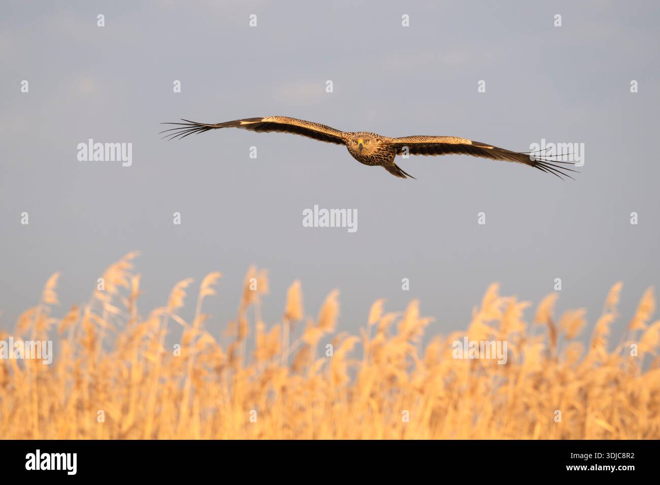 Aquila dalla coda bianca, Haliaeetus albicilla, giovane in volo, Ungheria Foto Stock