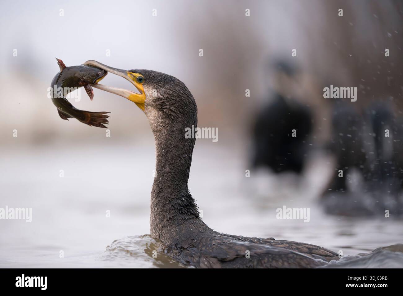 Cormorano, Phalacrocorax carbo, pesca di un pesce, Ungheria Foto Stock