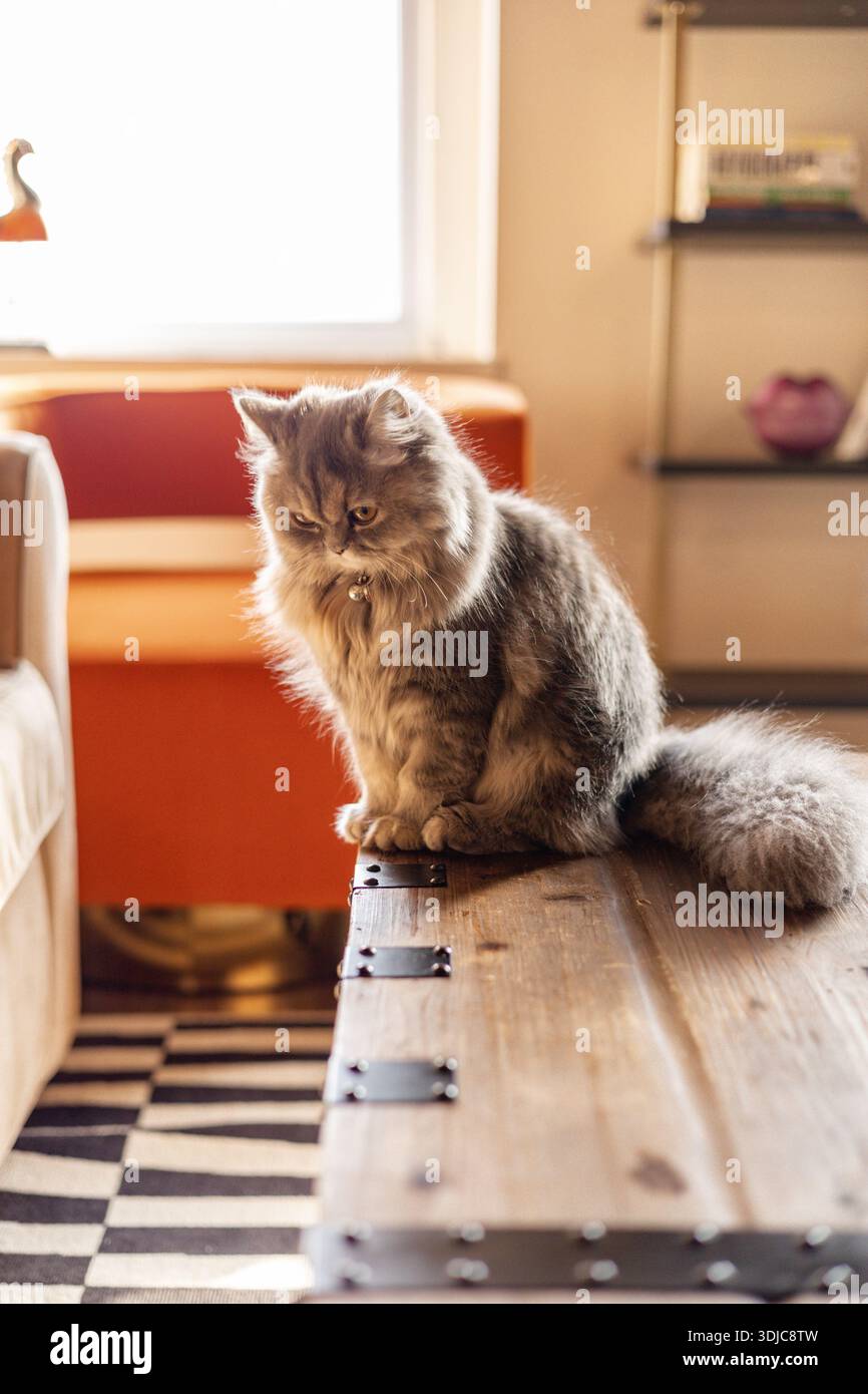 Soffice gatto grigio che sembra triste seduto all'interno in una luce calda Foto Stock