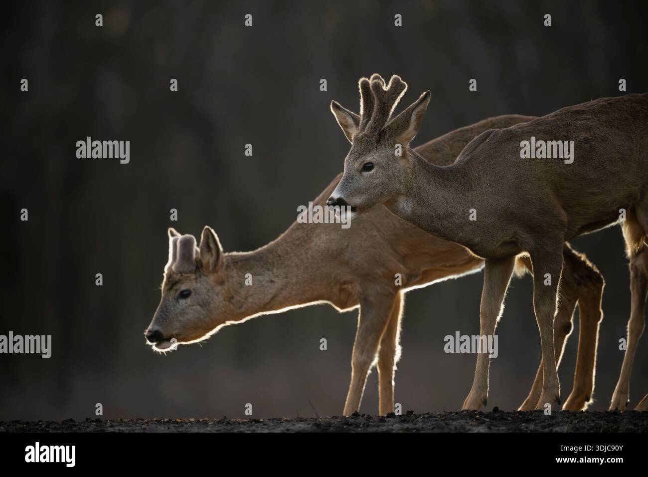 Coppia di cervi caprioli, Capreolus capreolus, retroilluminati alla luce della sera, Ungheria Foto Stock