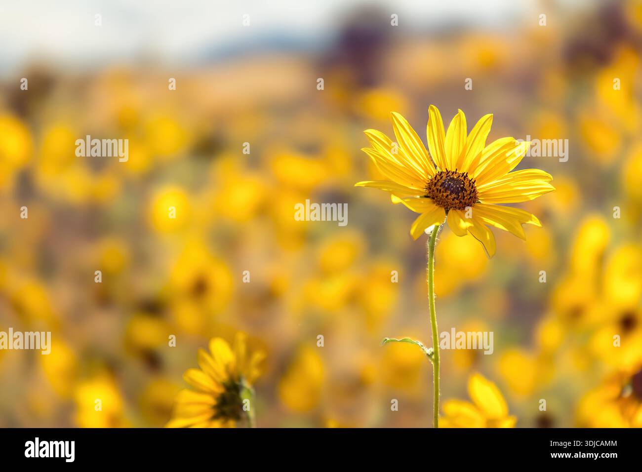 Girasole singolo in un campo di girasole, concentrazione selettiva Foto Stock