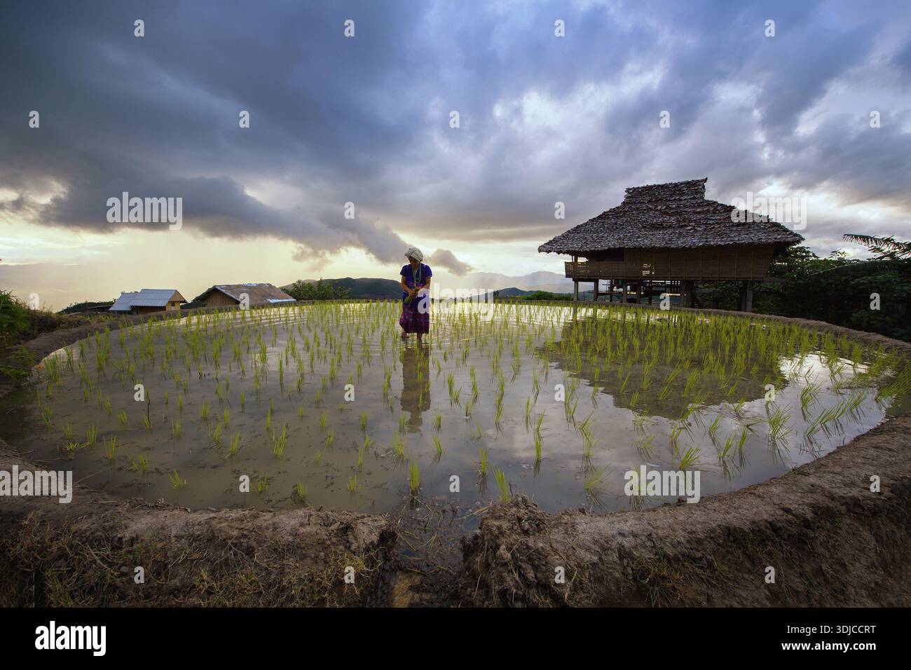 Ritratto di donna sorridente che tiene le piante di riso in piedi in un risaie allagato, Thailandia Foto Stock