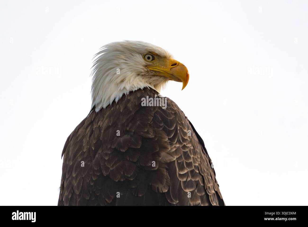 Primo piano di un'aquila calva di fronte a un cielo bianco, Isola di Vancouver, Columbia Britannica, Canada Foto Stock