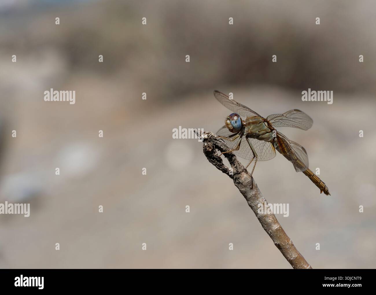 Dragonfly scarlatta Crocothemis erythraea. Las Palmas de Gran Canaria. Gran Canaria. Isole Canarie. Spagna. Foto Stock