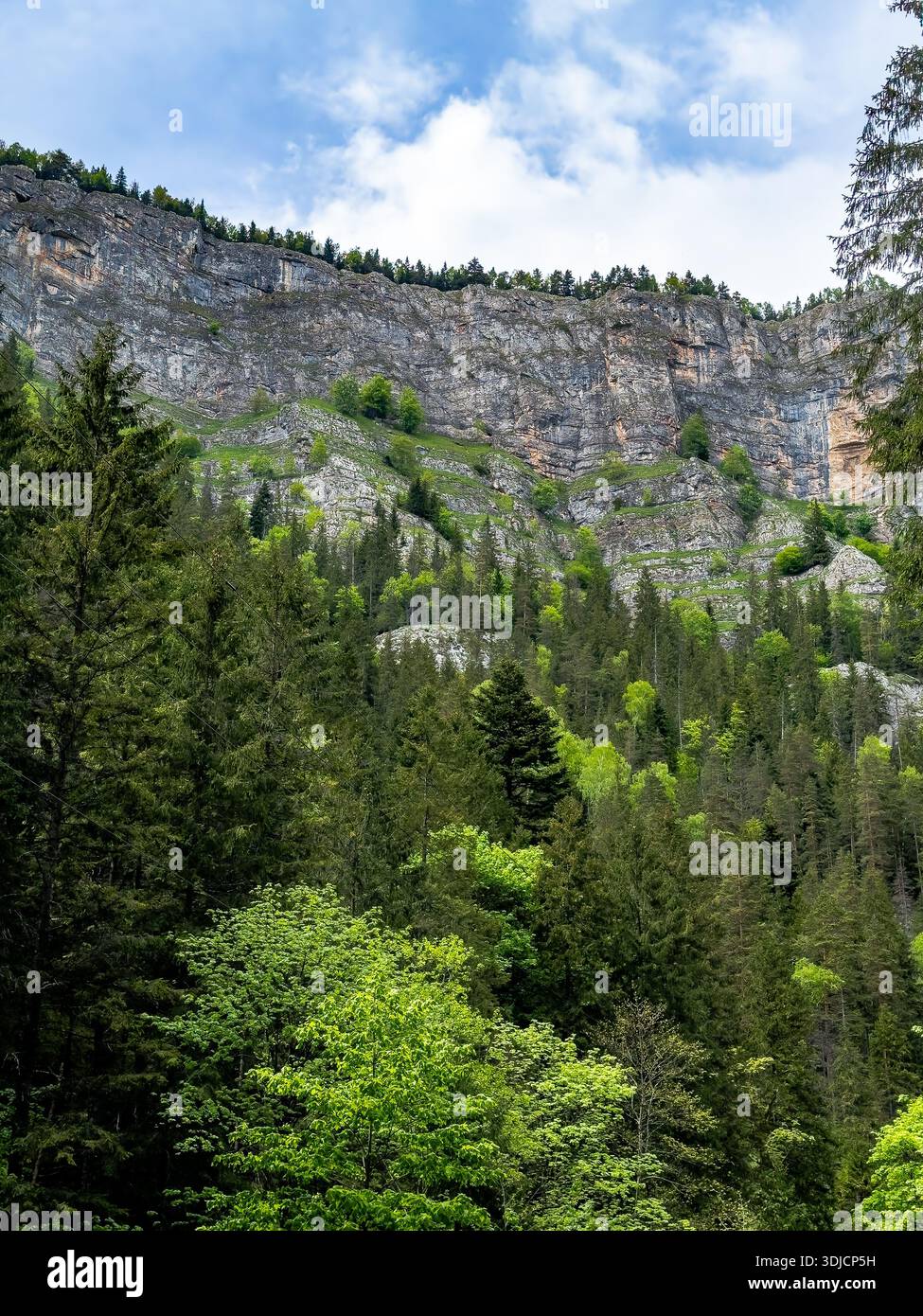 Vista dei pendii boscosi e delle scogliere calcaree stratificate all'interno delle Gole di Bicaz, parte dei Carpazi orientali in Romania. Conifere dense e decidue f Foto Stock