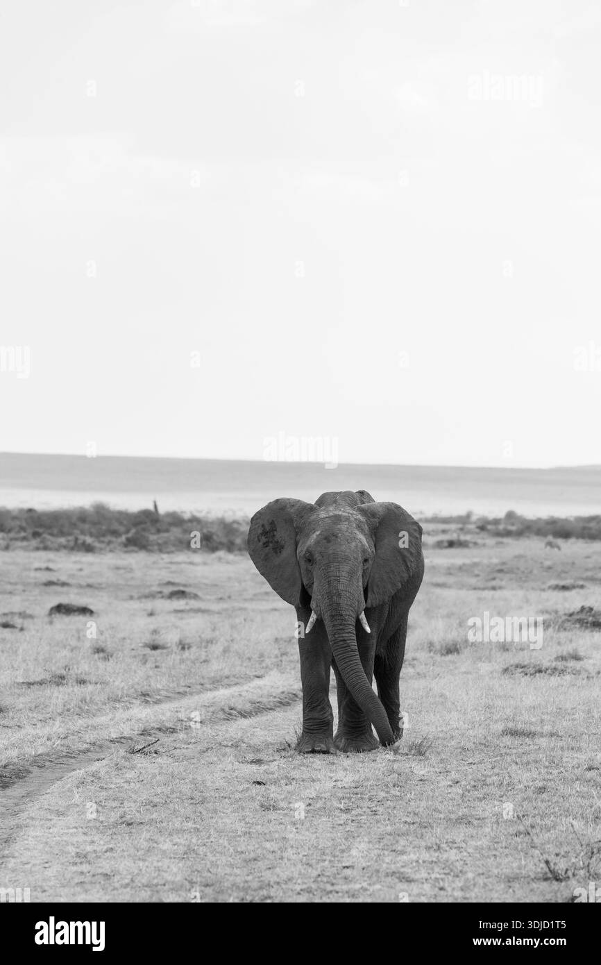Una famiglia di elefanti che pascolano su erba alta all'interno della riserva nazionale Masai mara durante un safari naturalistico Foto Stock