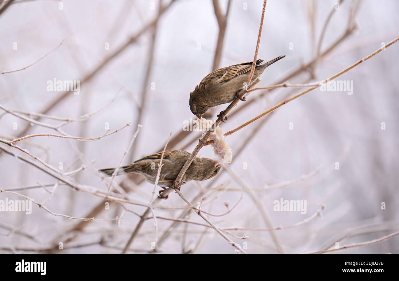 Due passeri mangiano da un ramo. Il ramo è coperto di neve. Gli uccelli sono piccoli e marroni Foto Stock