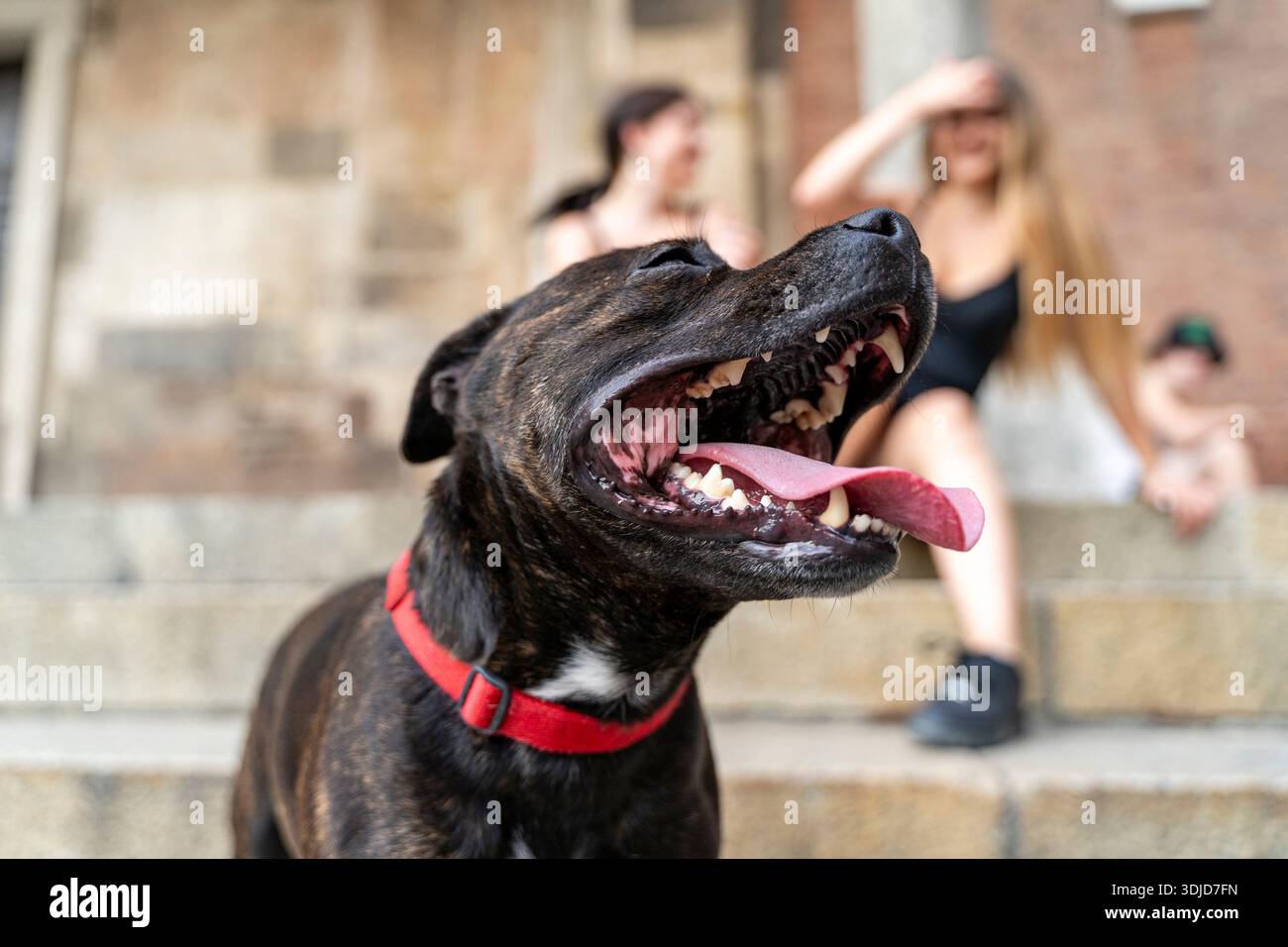 Brindle pit Bull tipo cane che pintona con un collare rosso, persone in background Foto Stock