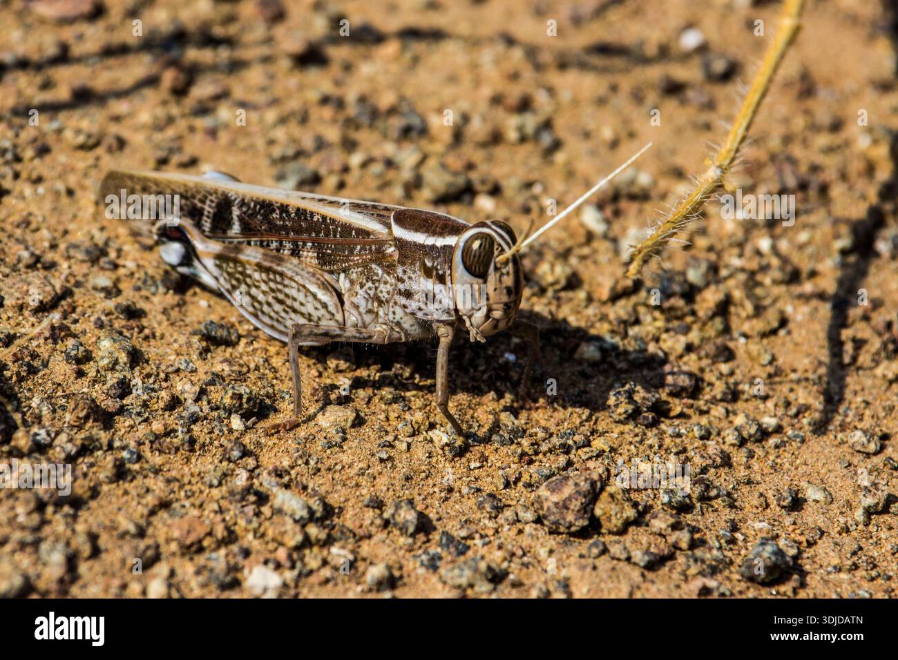 Primo piano della locusta rossa, Nomadacris septemfasciata, sul terreno arido della regione del Karas in Sudafrica. Foto Stock