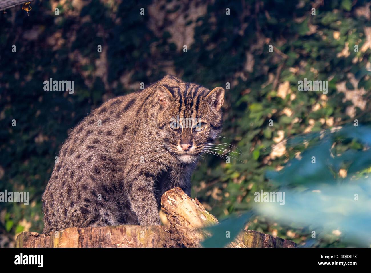 Un gatto da pesca (Prionailurus viverrinus) fotografato in un ambiente zoologico. L'immagine evidenzia le caratteristiche peculiari di questo raro gatto selvatico Foto Stock