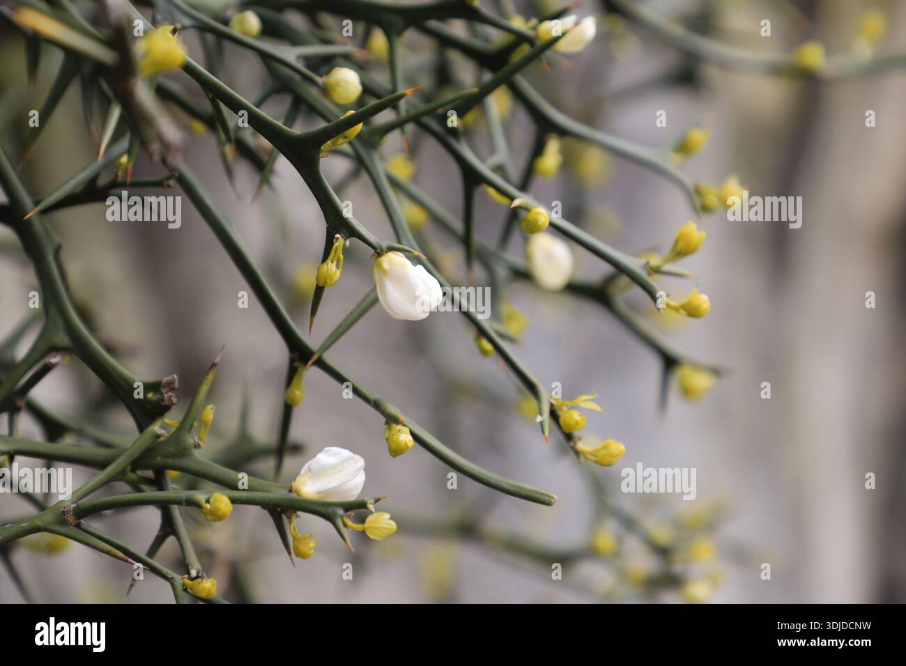 I fiori e i rami spinosi dell'arancio trifoliato (Poncirus trifoliata), noto anche come arancio amaro giapponese. Foto Stock