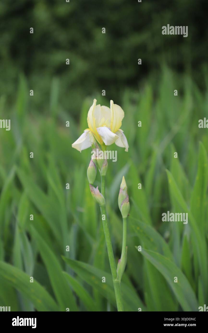 Fiore di Iris giallo pallido nel giardino. Foto Stock