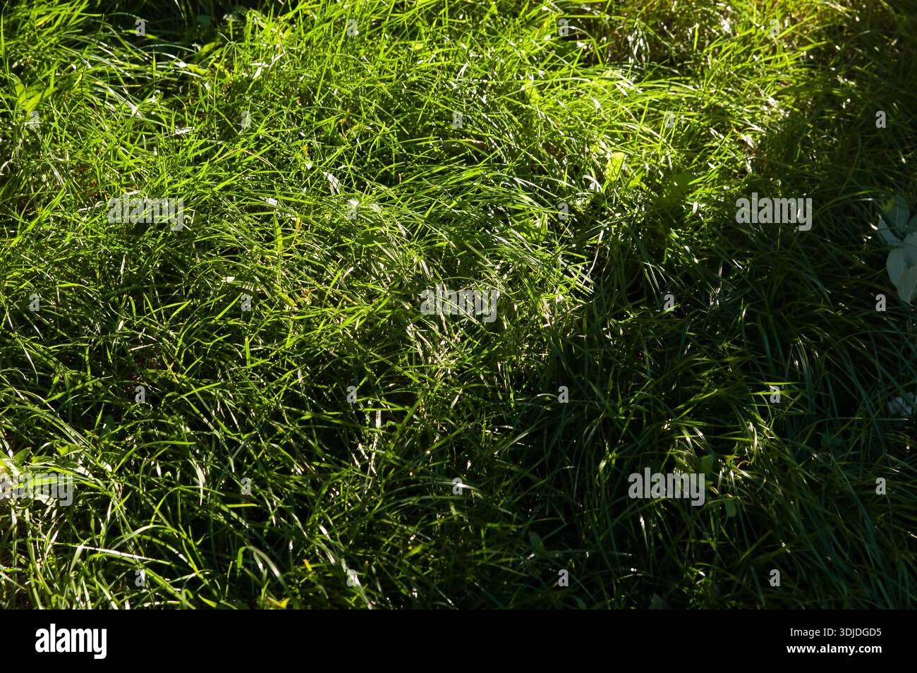 Lussureggiante erba verde scuro con lame dense e spesse che formano uno sfondo naturale ricco e saturo. Foto Stock