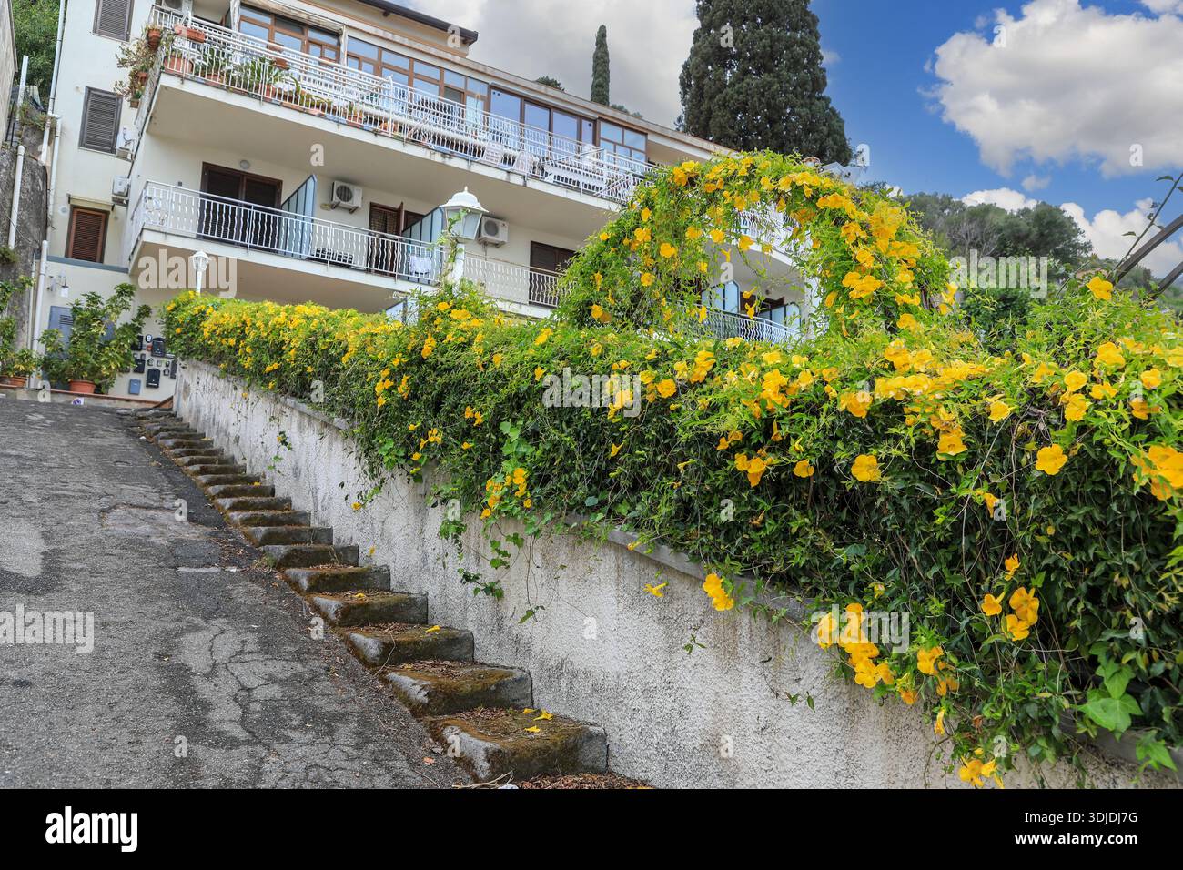 I vivaci fiori gialli di Dolichandra unguis-cati, comunemente noti come crepuscolo con artigli di gatto, crepuscolo con imbuto o tromba con artiglio di gatto, Sicilia, Italia Foto Stock