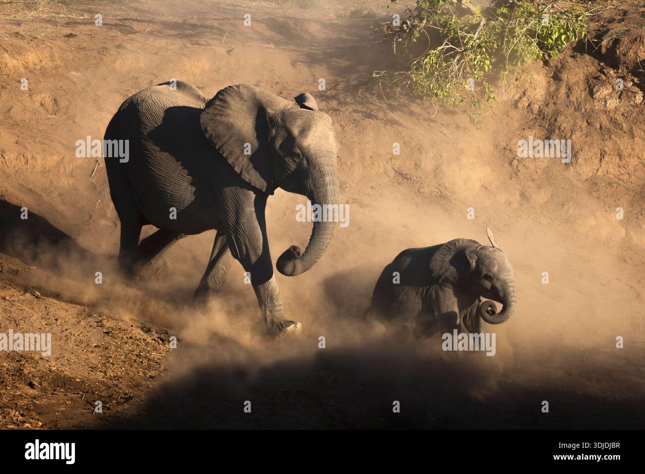 Elefanti (Loxodonta africana) in acqua, riserva di caccia Mashatu, Botswana Foto Stock
