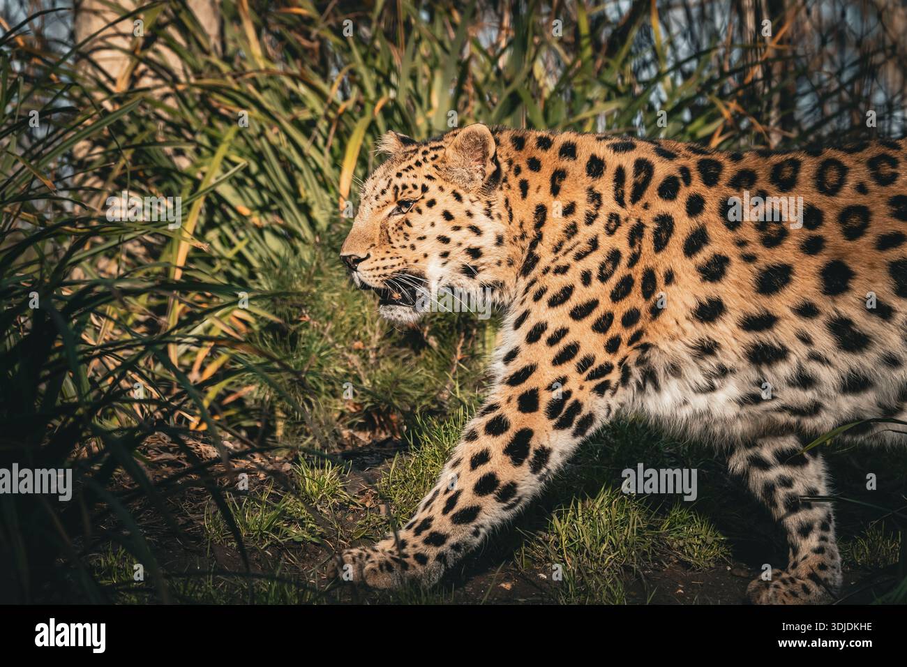 Ritratto di un leopardo (Panthera pardus) fotografato in un ambiente zoologico. La caratteristica pelliccia maculata e lo sguardo intenso di questo grande gatto sono dentro Foto Stock