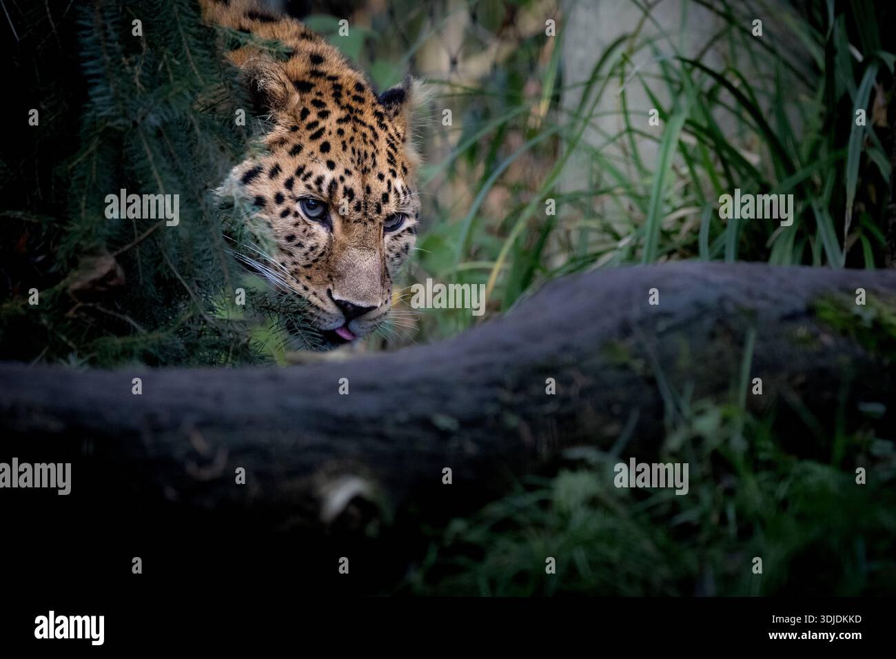 Ritratto di un leopardo (Panthera pardus) fotografato in un ambiente zoologico. La caratteristica pelliccia maculata e lo sguardo intenso di questo grande gatto sono dentro Foto Stock
