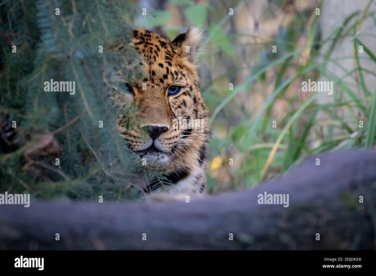 Ritratto di un leopardo (Panthera pardus) fotografato in un ambiente zoologico. La caratteristica pelliccia maculata e lo sguardo intenso di questo grande gatto sono dentro Foto Stock