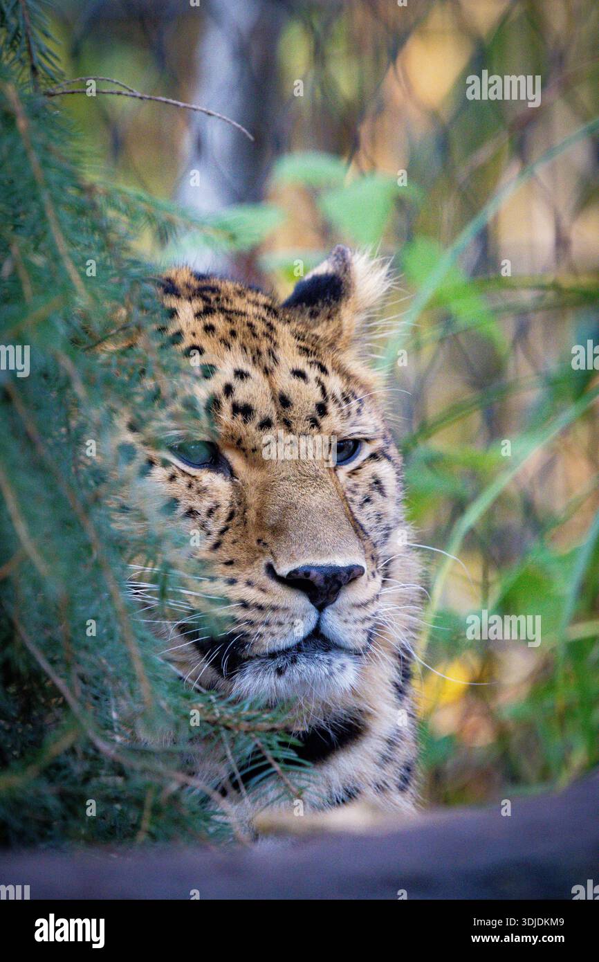 Ritratto di un leopardo (Panthera pardus) fotografato in un ambiente zoologico. La caratteristica pelliccia maculata e lo sguardo intenso di questo grande gatto sono dentro Foto Stock