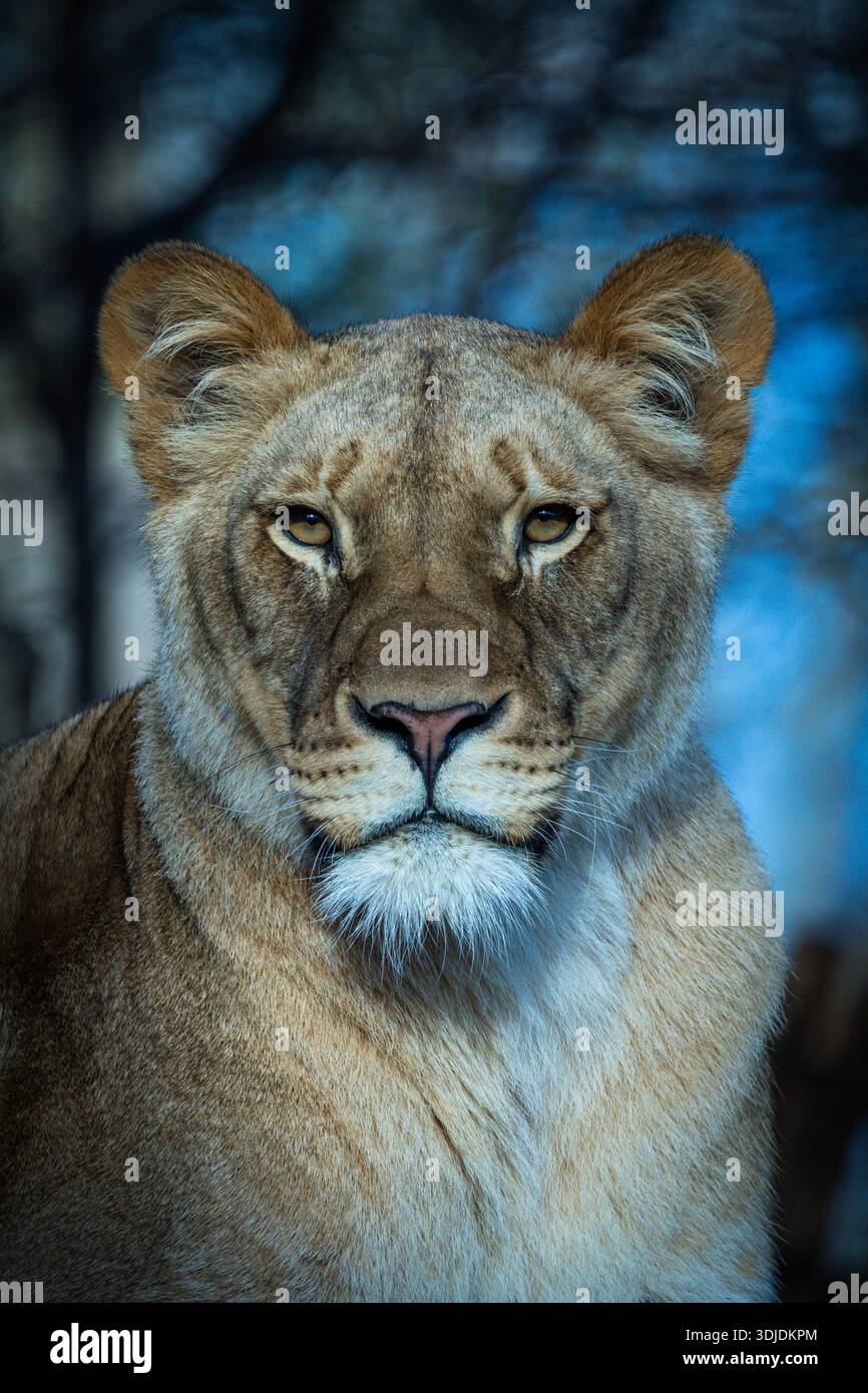 Ritratto di una leonessa (Panthera leo) in una posa tranquilla. L'attenzione è rivolta al volto espressivo e alle caratteristiche peculiari del leone africano femminile. Suita Foto Stock