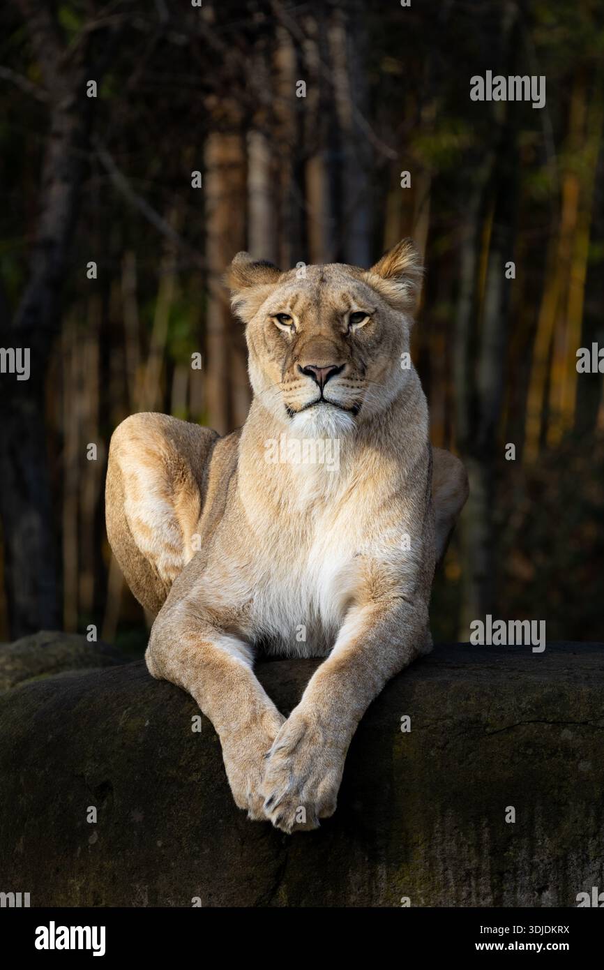Ritratto di una leonessa (Panthera leo) in una posa tranquilla. L'attenzione è rivolta al volto espressivo e alle caratteristiche peculiari del leone africano femminile. Suita Foto Stock