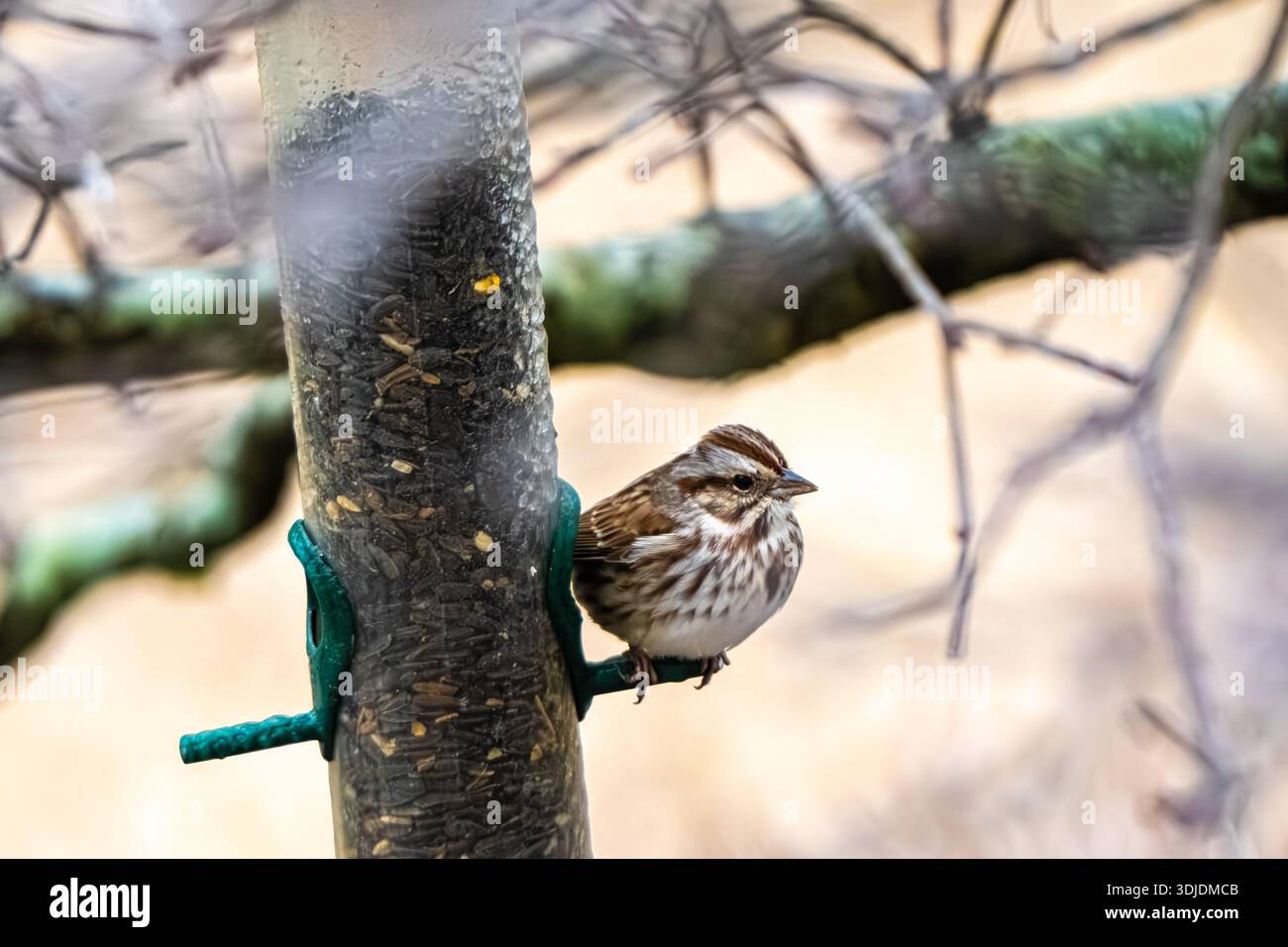 Song Sparrow (Melospiza melodia) arroccato su un alimentatore di uccelli racchiuso nel ghiaccio a Metro Atlanta, Georgia. (USA) Foto Stock