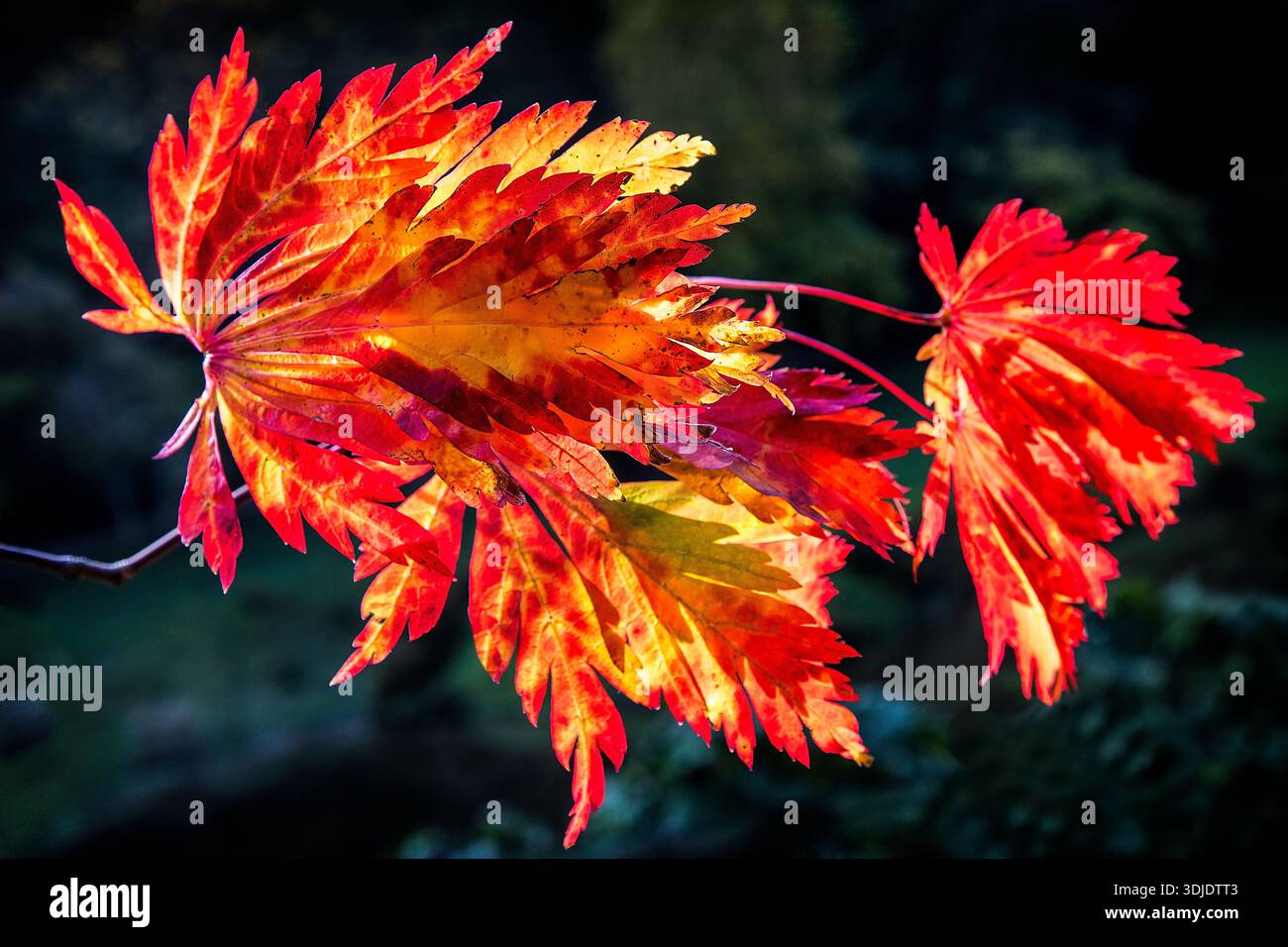 PRIMO PIANO DI UNO SPRUZZO DI FOGLIE ACER COLORATE ROSSE E GIALLE IN AUTUNNO SU SFONDO VERDE SCURO PER LA COPIA. Foto Stock