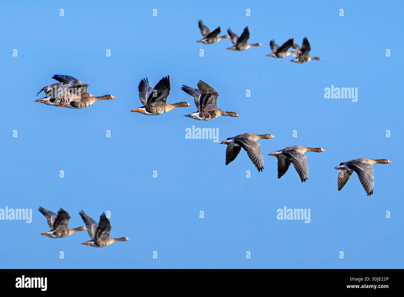 Stormo di oche migranti dalla fronte bianca (Anser albifrons) in volo contro il cielo blu in inverno Foto Stock