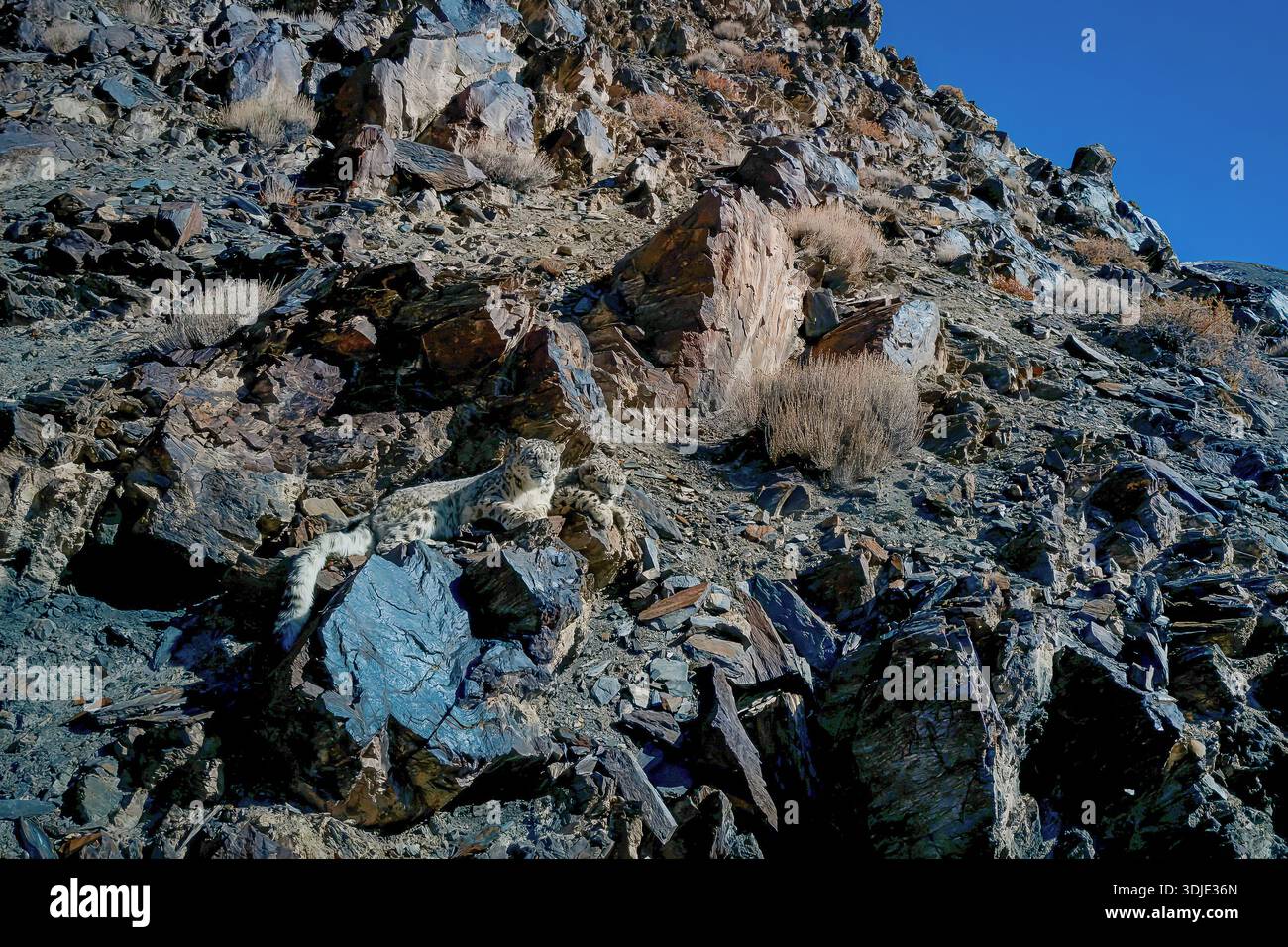 Vista aerea dell'aspra valle di Hunza, dove il terreno roccioso e aspro si fonde perfettamente con i toni miti del paesaggio, Hunza, Gilgit, Pakista Foto Stock