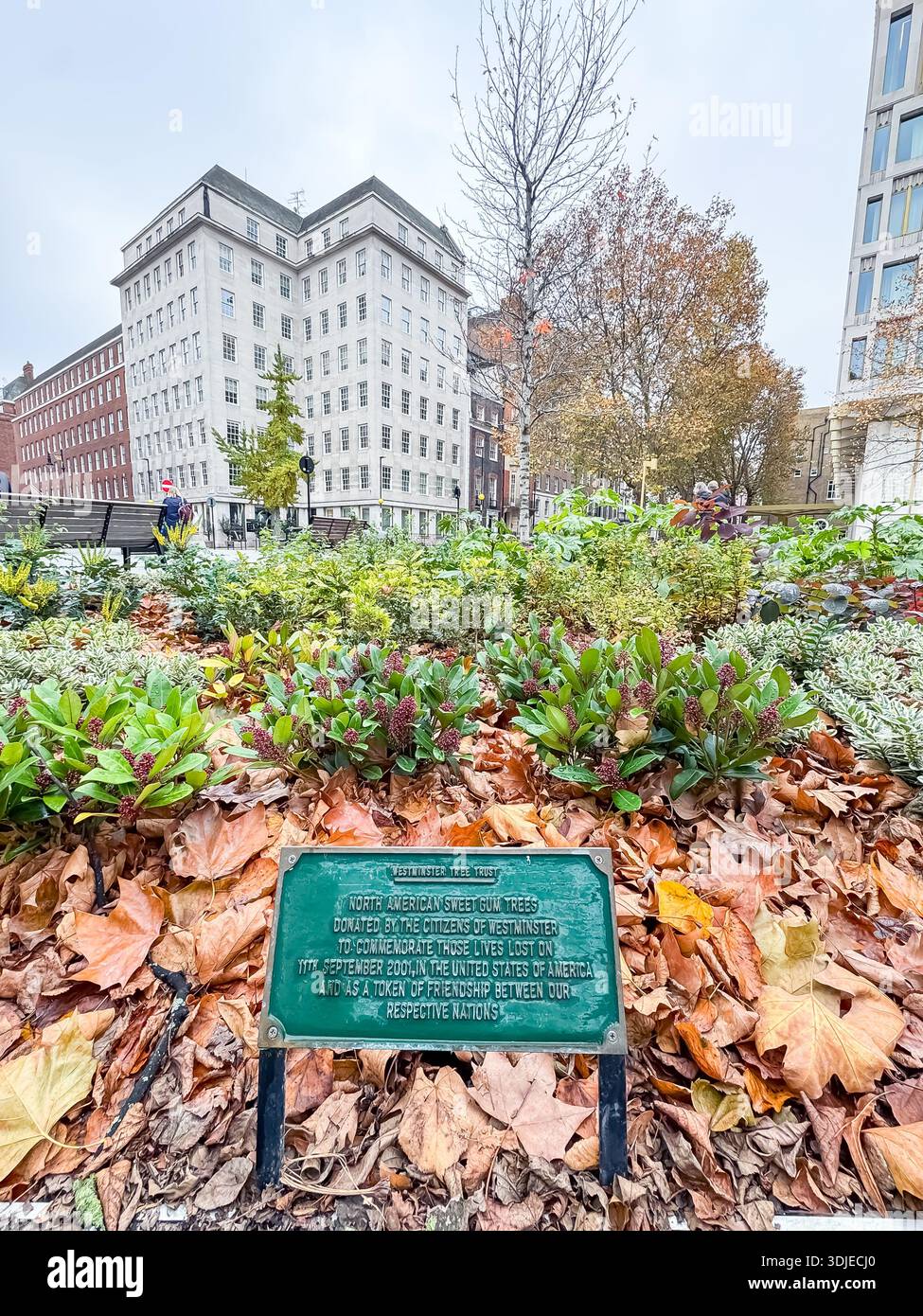 North American Sweet Gum Trees, Grosvenor Sq, Londra Foto Stock