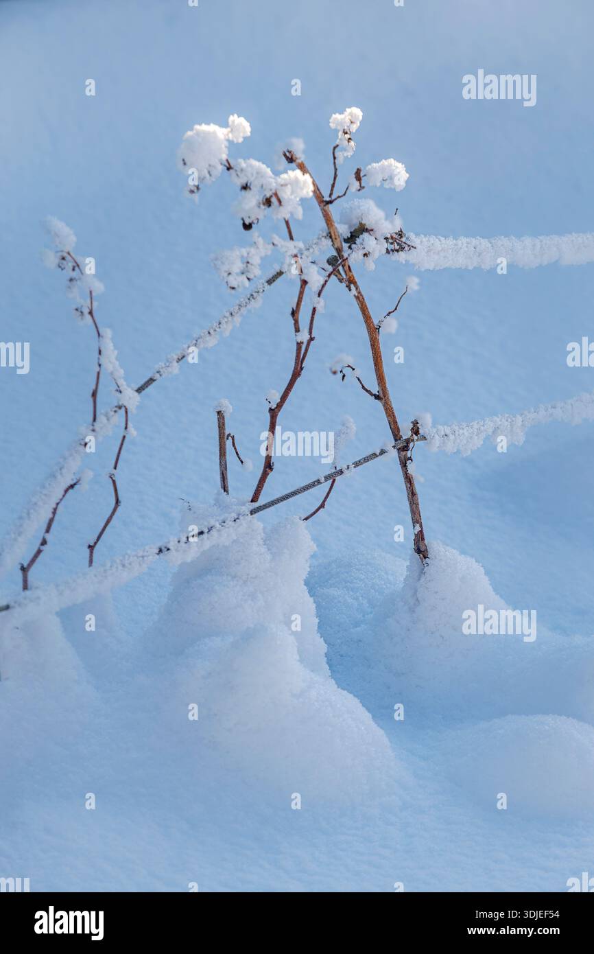Un paesaggio invernale con rami sottili e asciutti ricoperti di neve e gelo, intrecciati con il filo spinato di una recinzione. La neve soffice si accumula sui fili Foto Stock