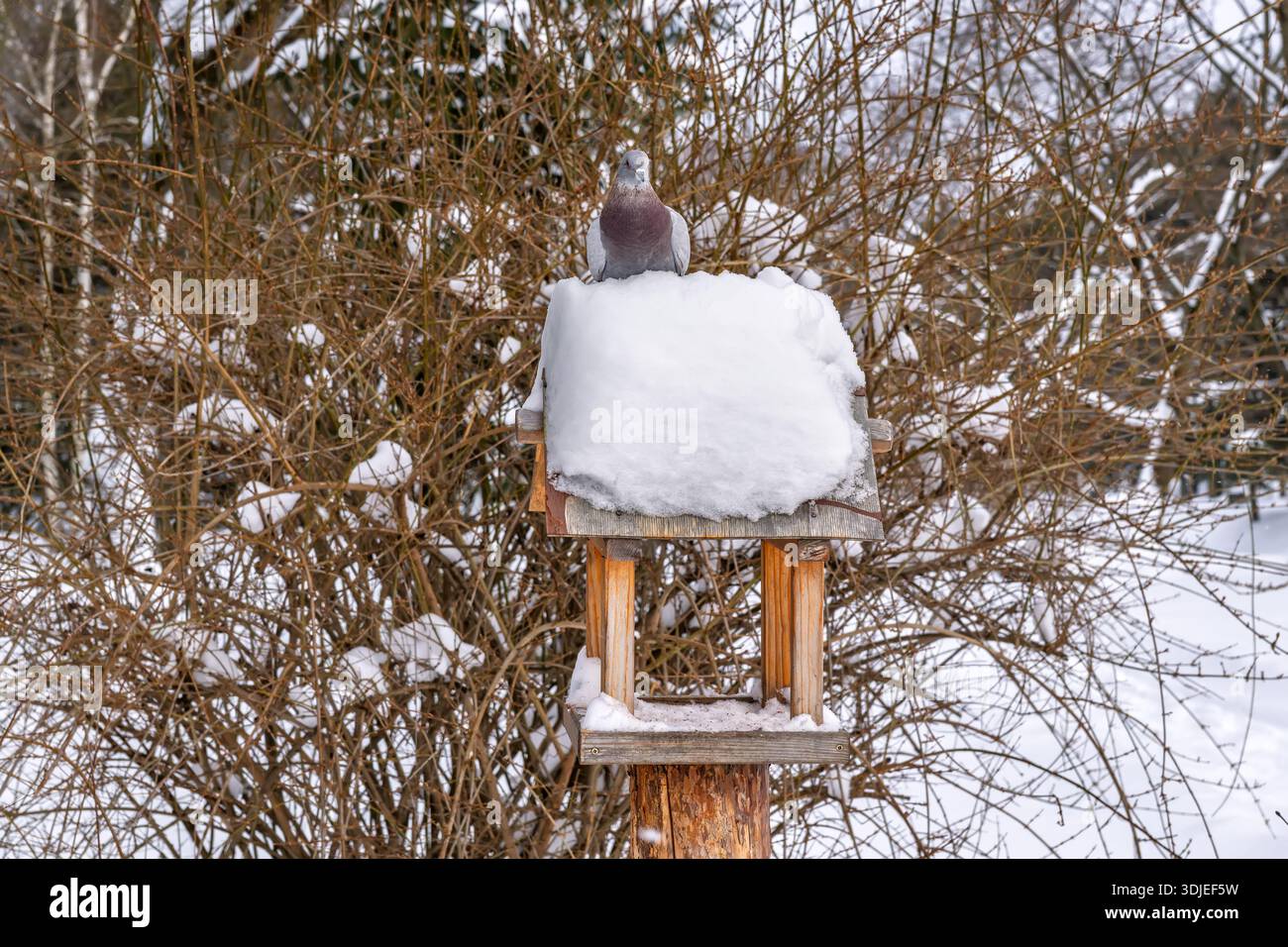 Splendido paesaggio invernale con un piccione selvatico arroccato su un alimentatore di legno sepolto sotto la neve profonda. Ambiente naturale all'aperto sereno con cespugli e bianco Foto Stock