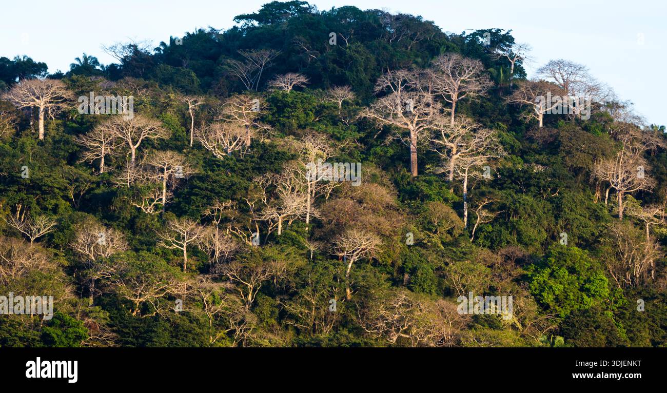 Foresta pluviale nella stagione secca nell'ultima ora d'oro serale di sole, nel parco nazionale di Soberania, Repubblica di Panama. Foto Stock