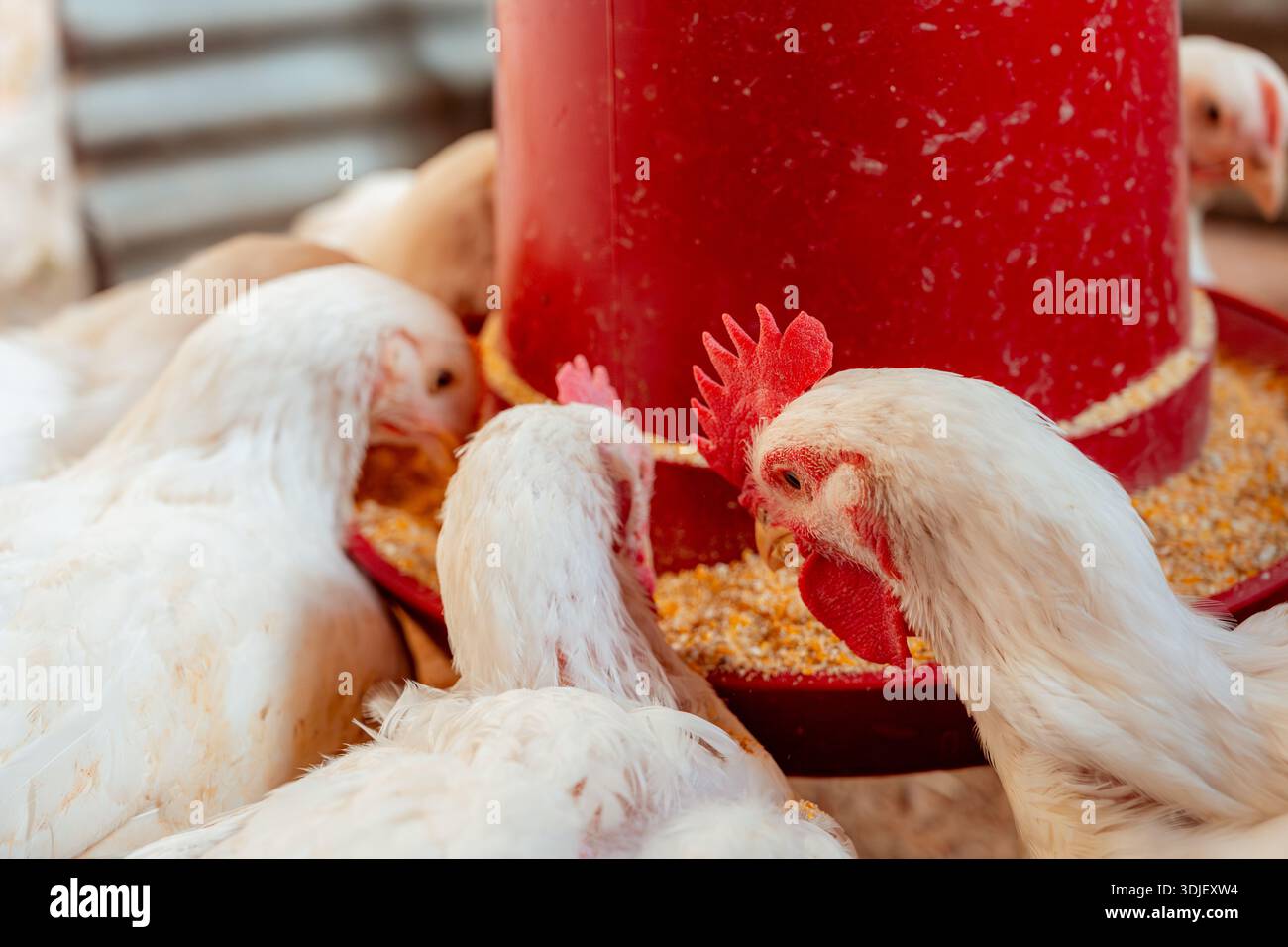 Polli bianchi che consumano cibo da un alimentatore automatico rosso in una culla di pollo Foto Stock