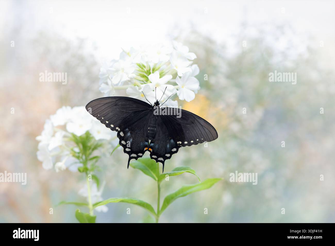 Macro di una farfalla di spezie/nero (papilio troilus) appoggiata su un fiore phlox bianco - morbido sfondo bianco Foto Stock