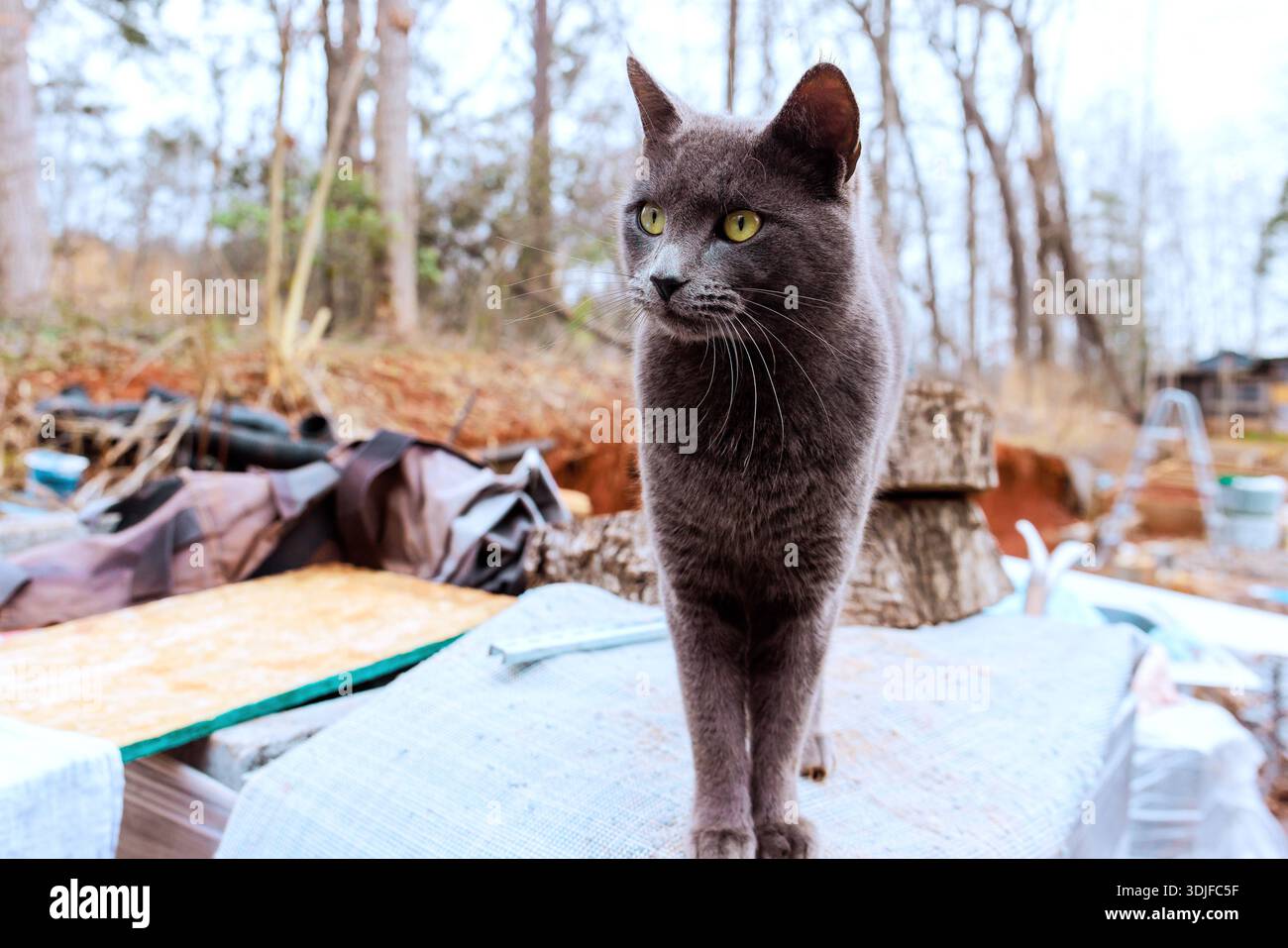 Il gatto grigio cammina su mucchi di materiali in legno in un mix di oggetti umani naturali. Foto Stock