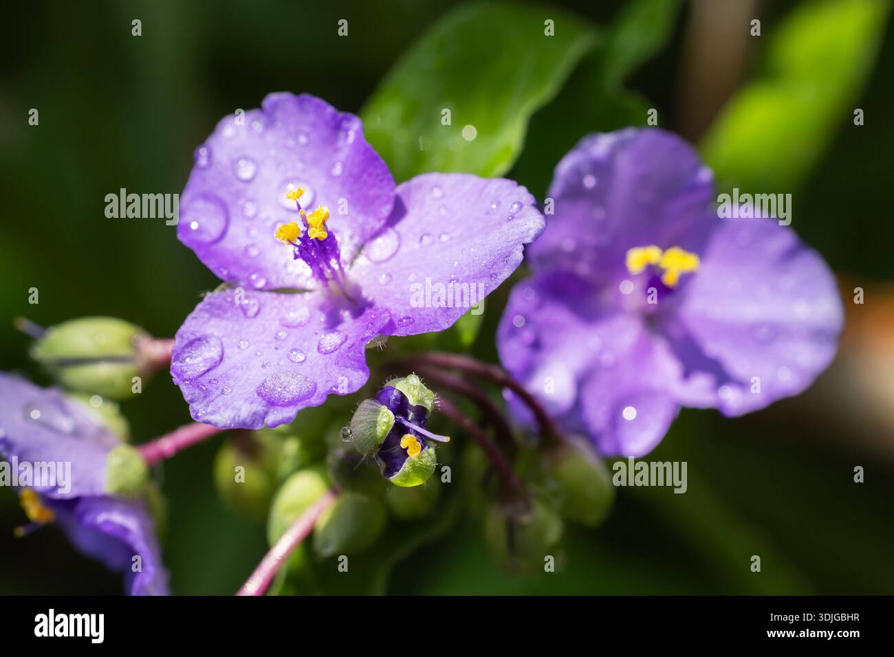 Nome scientifico delle erbe perenni Tradescantia virginiana. Fiorisce da giugno a settembre. Giardinaggio e botanica. Deturpazione dell'acqua Foto Stock
