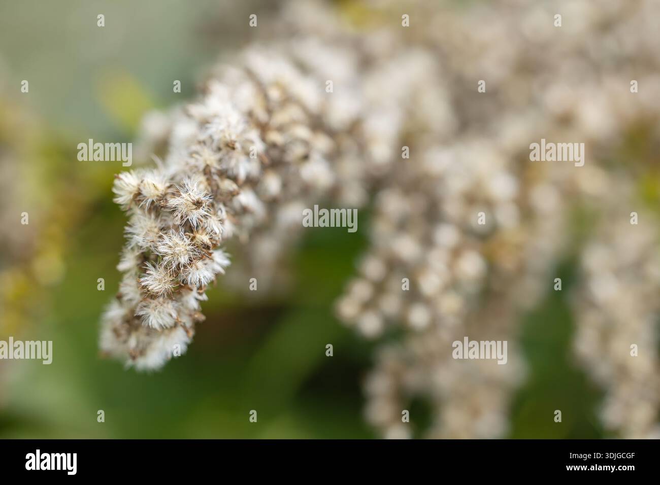 Solidago gigantea o teste di semi di canna d'oro. Semi grigi essiccati, tardo autunno. Foto Stock