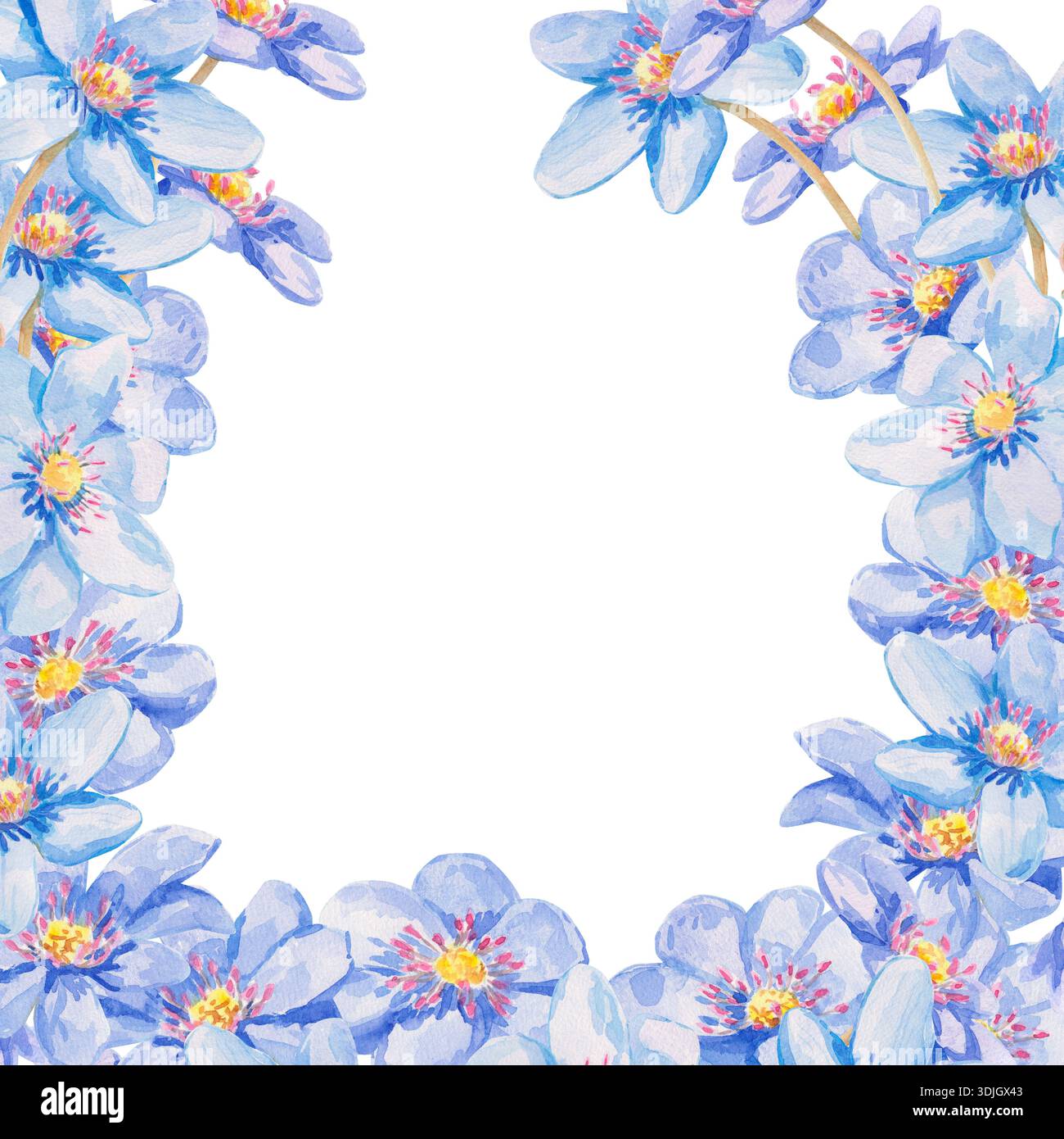 Una delicata illustrazione quadrata ad acquerello con una corona di fiori di epatica blu. La disposizione floreale è isolata su sfondo bianco per gli spri Foto Stock