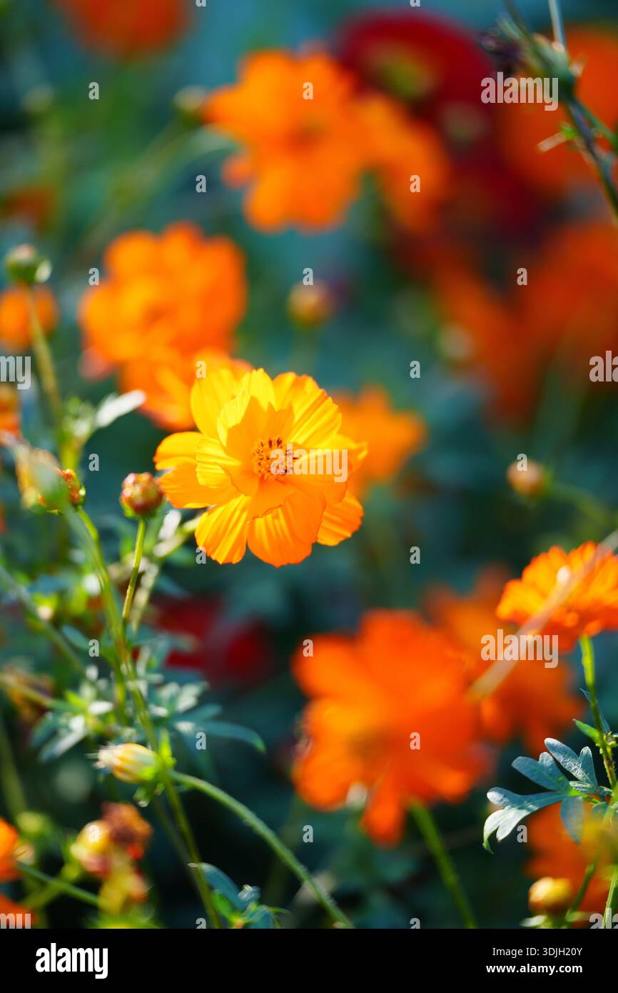 Fiori arancioni brillanti fioriscono alla luce soffusa del sole, i petali si aprono ampi e vivaci. Foto Stock