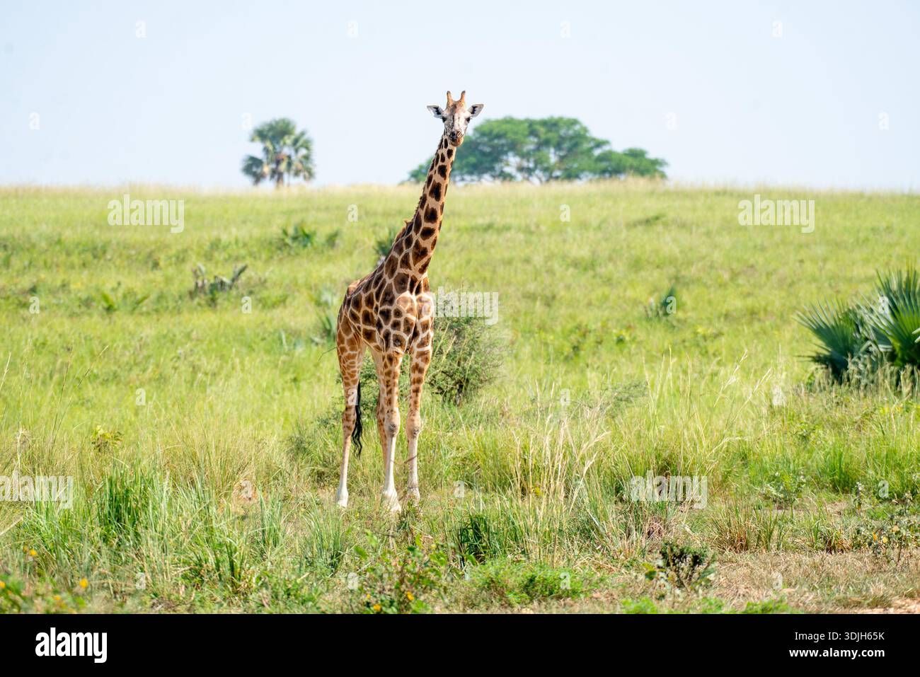 Una giraffa nella savana del Parco Nazionale delle Cascate di Murchison, Uganda, incorniciata da praterie aperte e dalla calma senza tempo. Foto di Matthias Mugisha/Snap Foto Stock