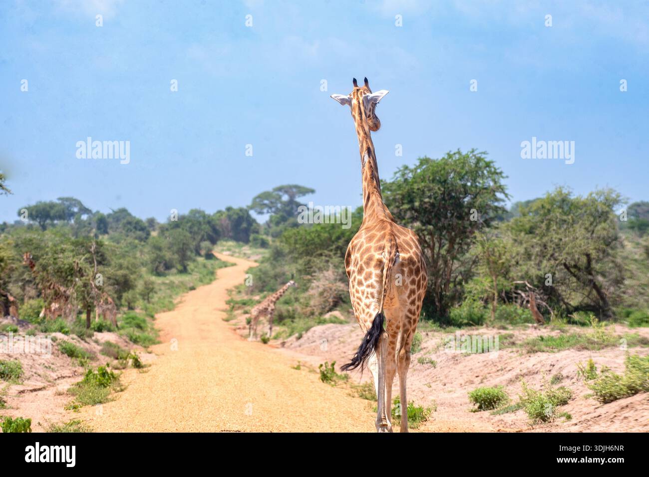Una giraffa nella savana del Parco Nazionale delle Cascate di Murchison, Uganda, incorniciata da praterie aperte e dalla calma senza tempo. Foto di Matthias Mugisha/Snap Foto Stock
